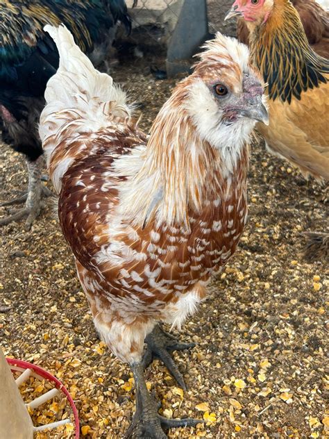 ameraucana silkie mix